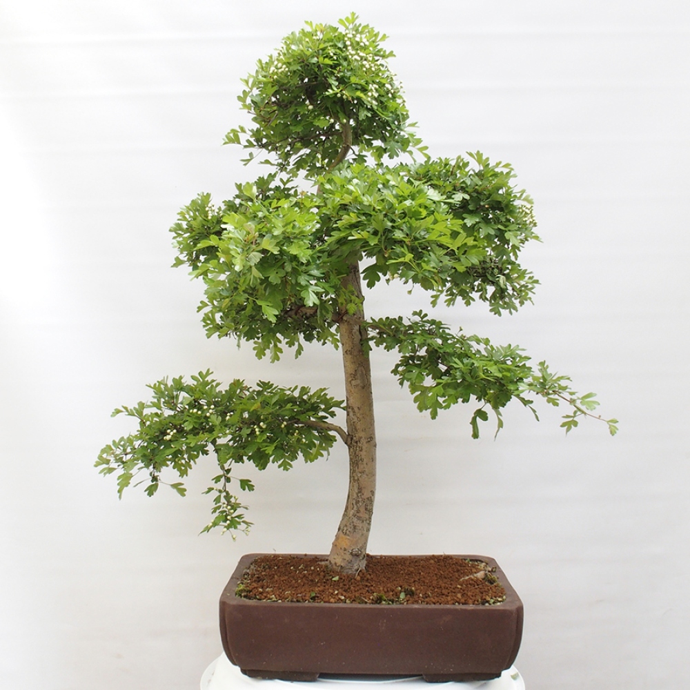 Kültéri bonsai - Galagonya - Crataegus monogyna