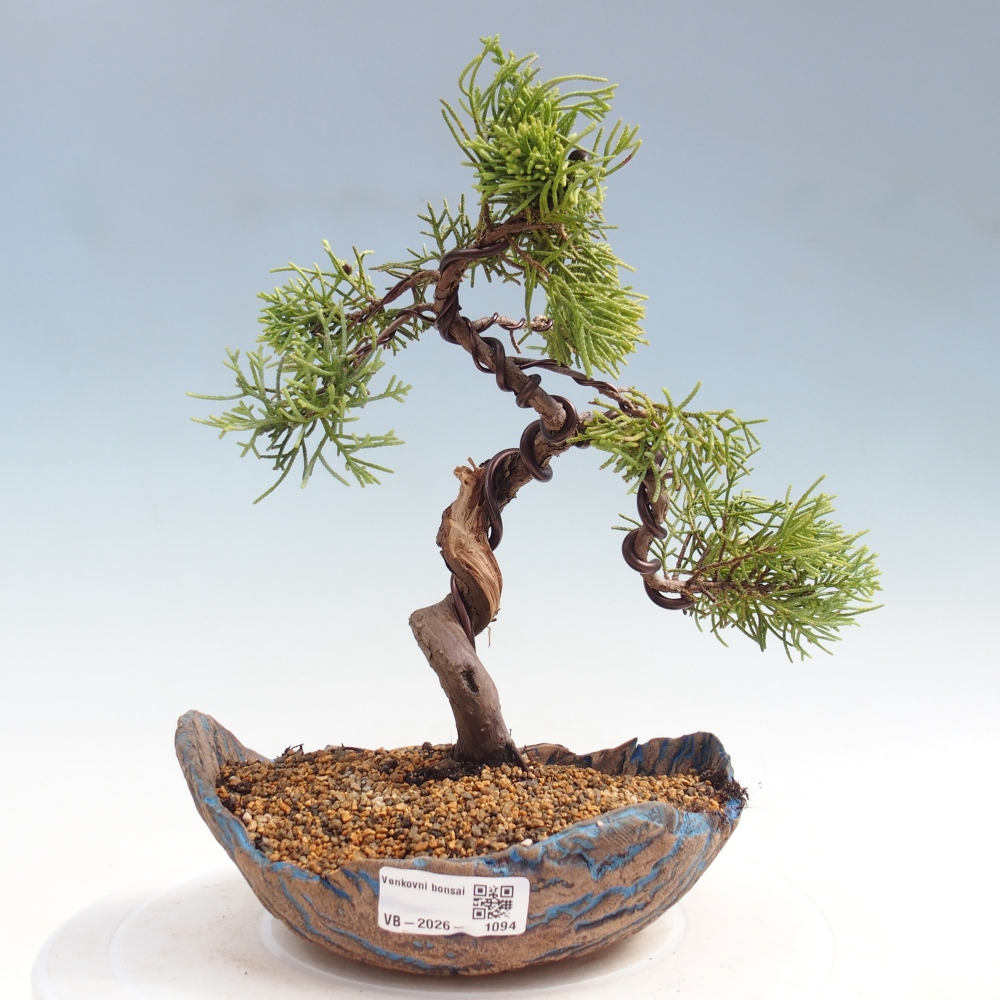 Kültéri bonsai - Juniperus chinensis Kishu
