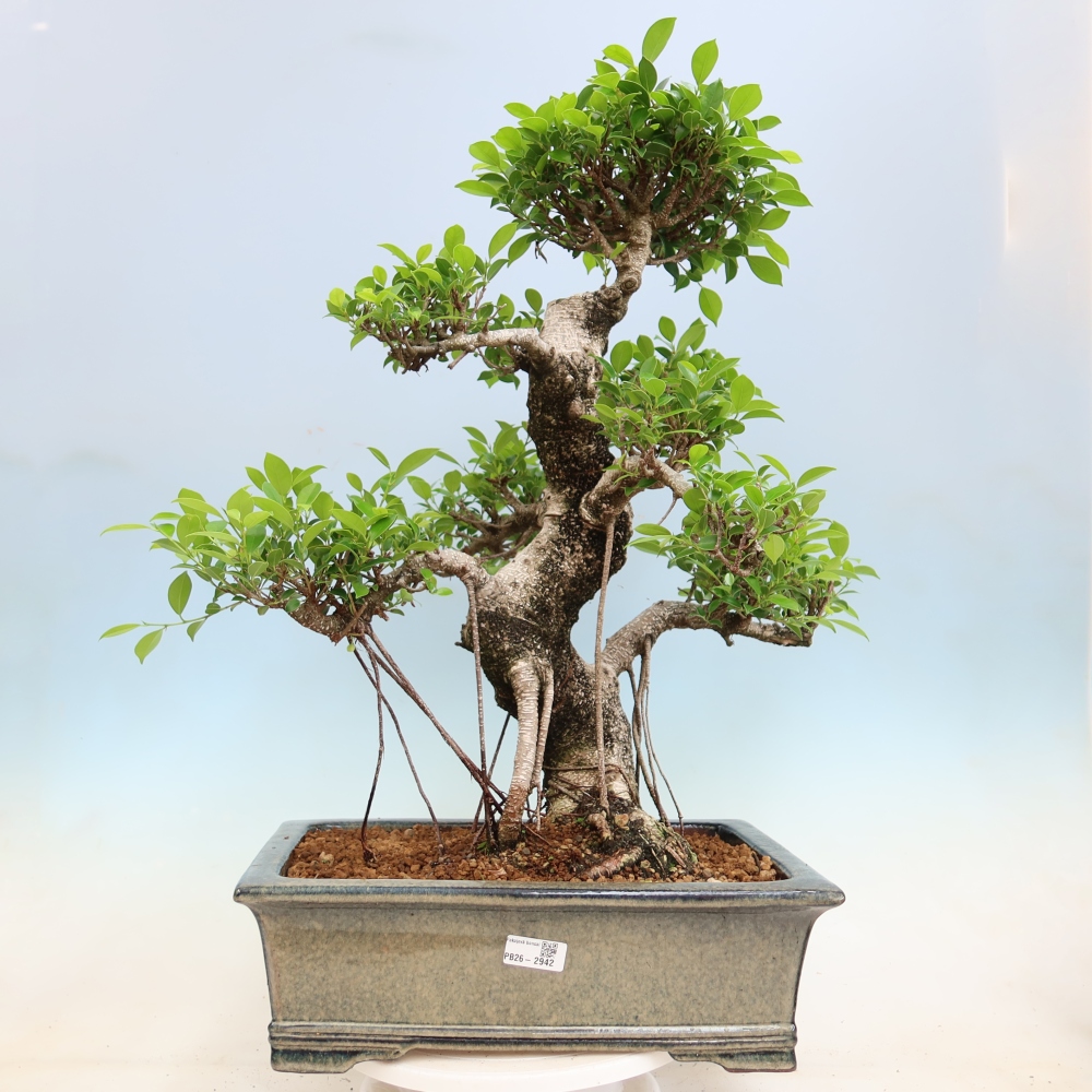 Szobai bonsai - Ficus kimmen - kislevelű fikusz