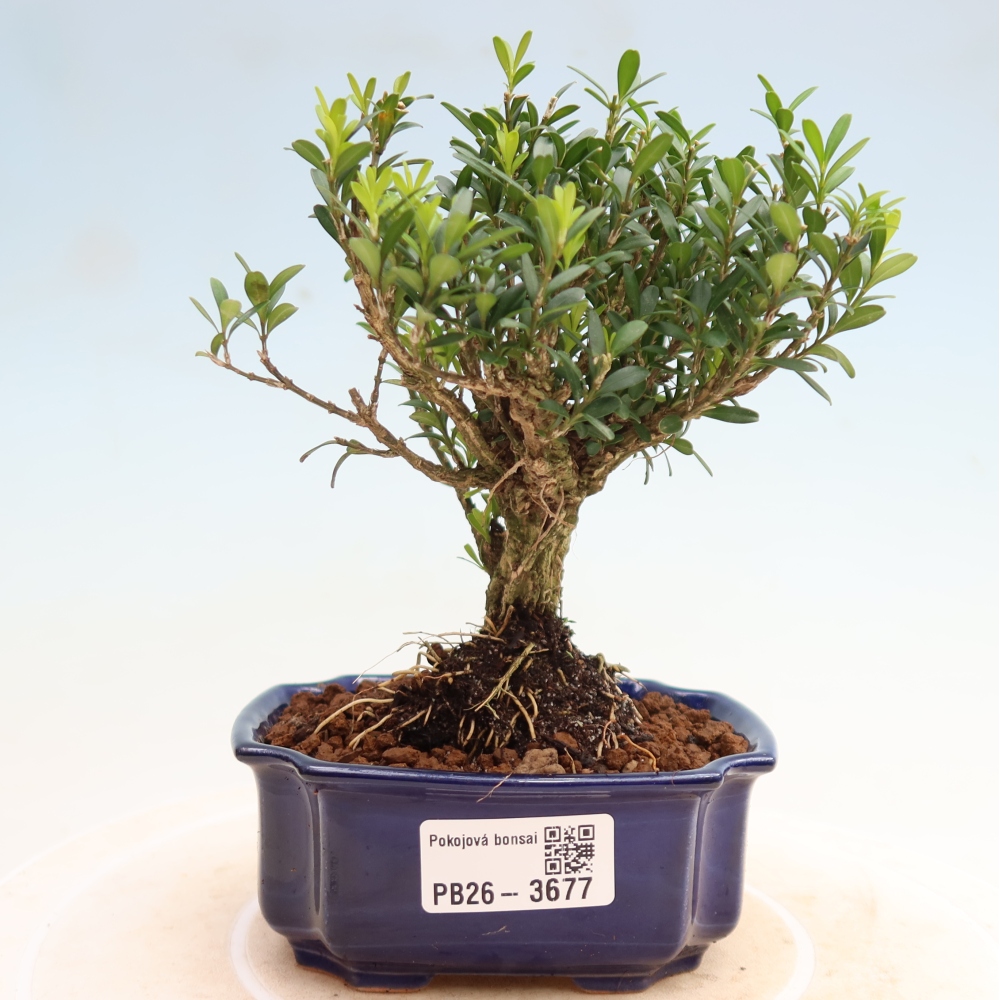 Szobai bonsai - Buxus harlandii - parafa buxus