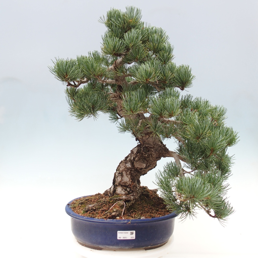 Kültéri bonsai - Pinus parviflora - Pinus parviflora