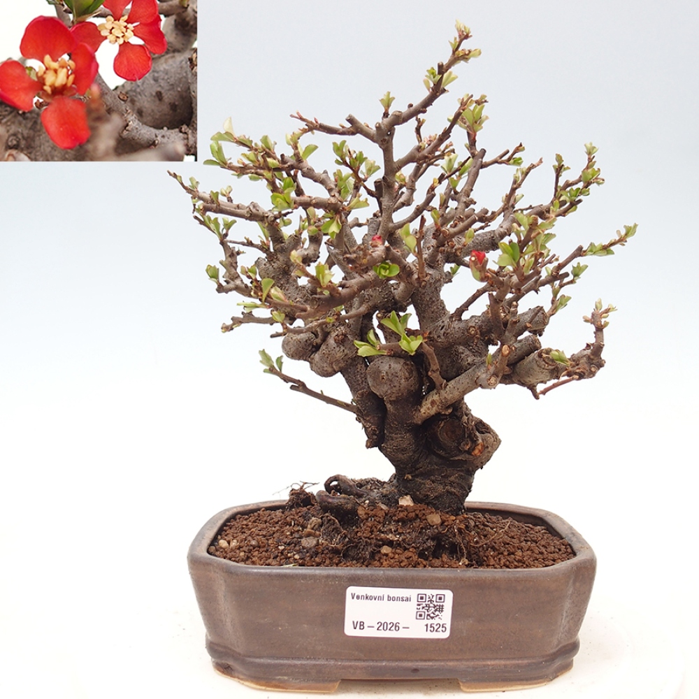 Kültéri bonsai - Chaneomeles speciosa - birs