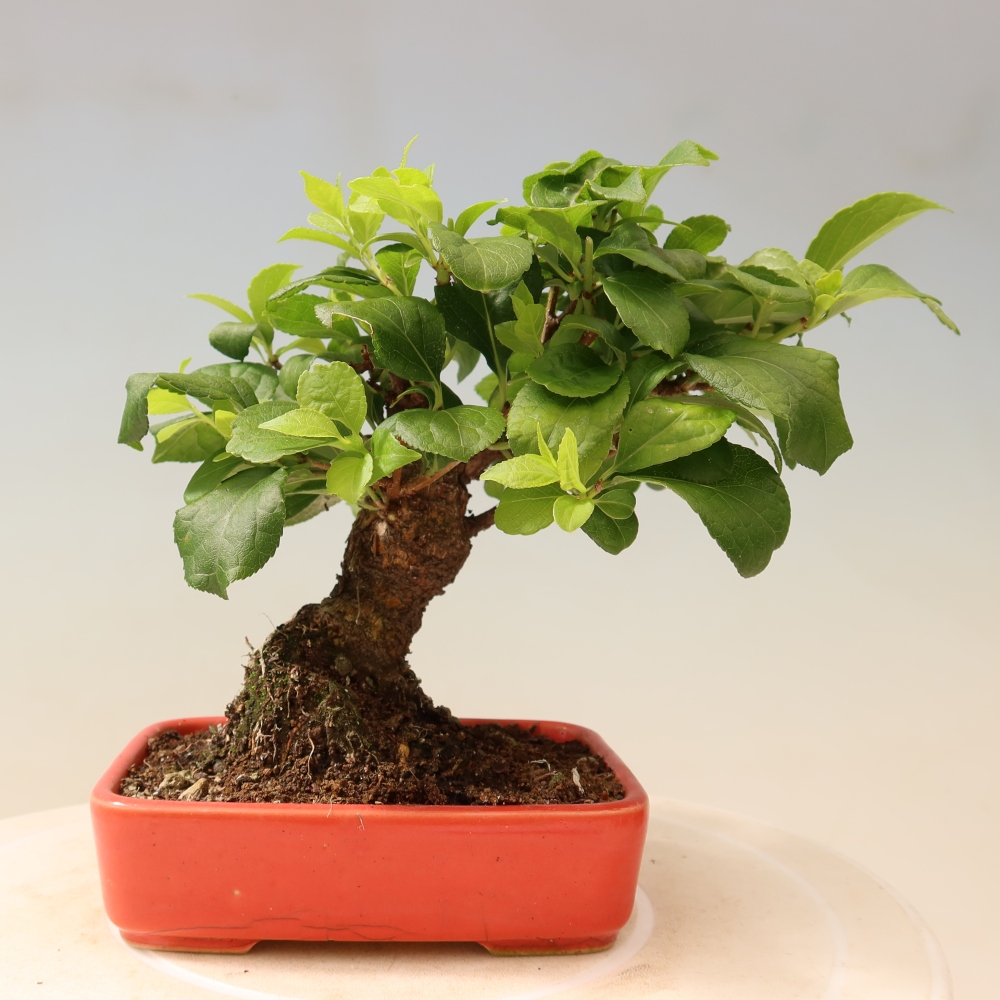 Kültéri bonsai - Celastrus orbiculatus