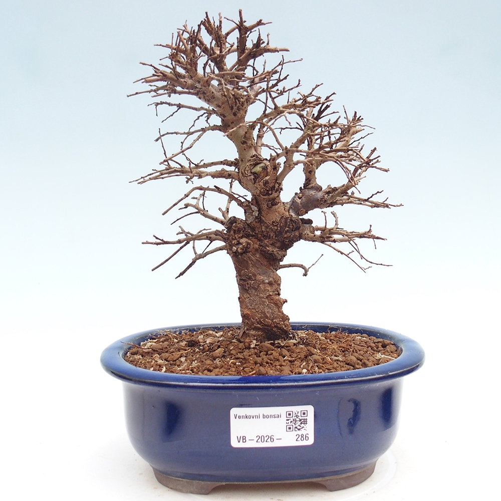 Kültéri bonsai - Zelkova - Zelkova NIRE