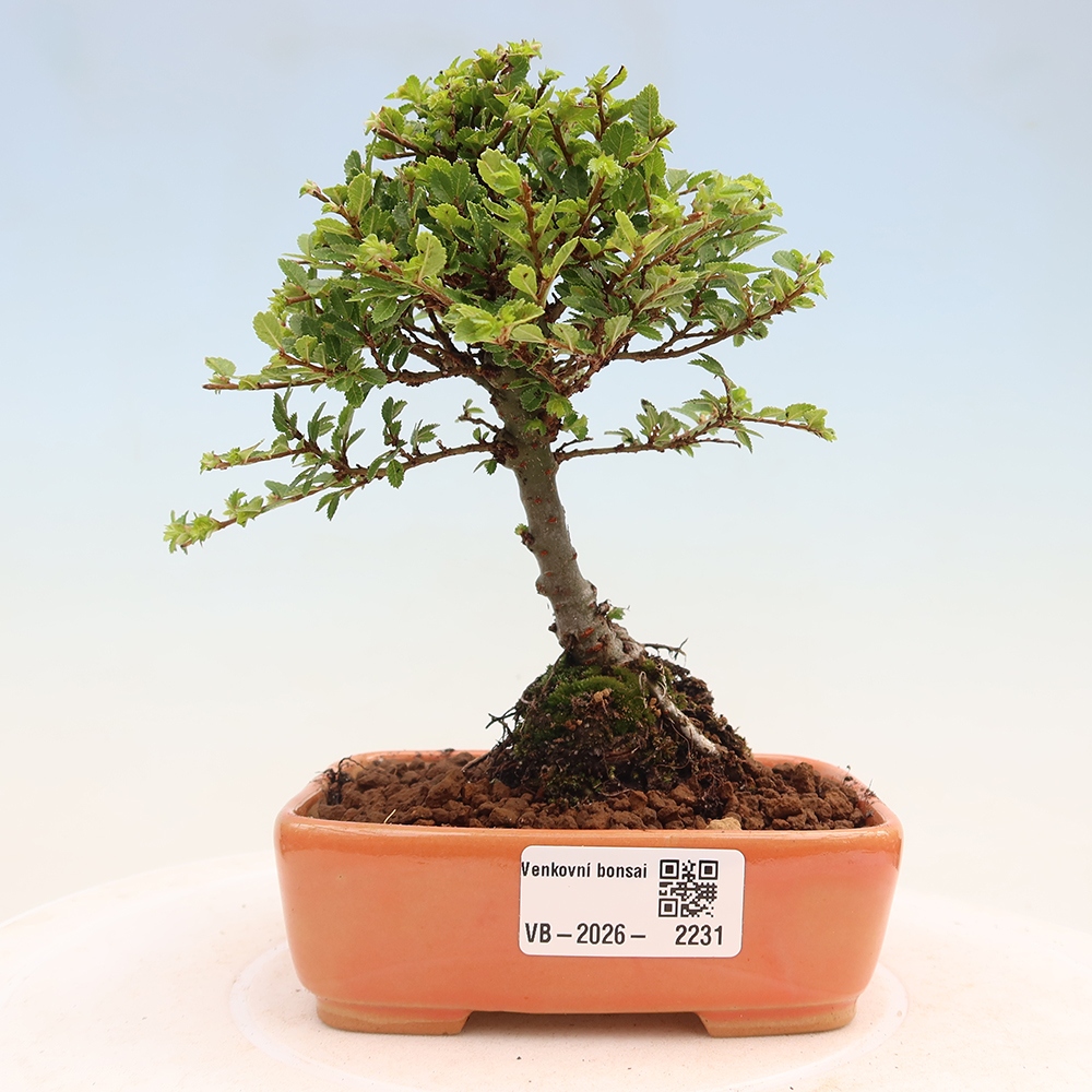 Kültéri bonsai - Ulmus parvifolia Sagei - Kislevelű szilfa