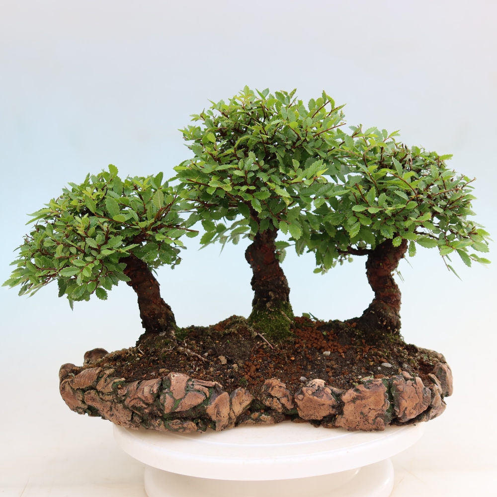 Kültéri bonsai – Zelkova – Zelkova NIRE – kis erdő