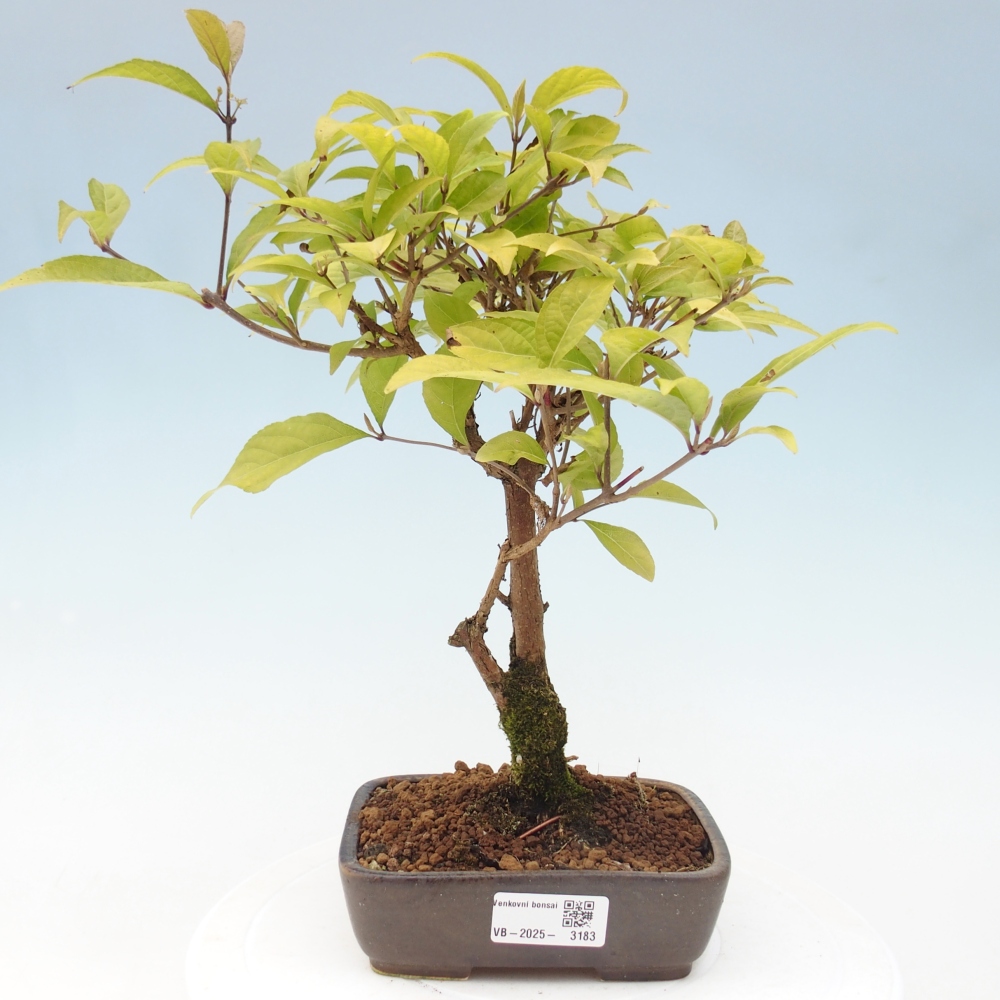 Kültéri bonsai - Callicarpa japonica
