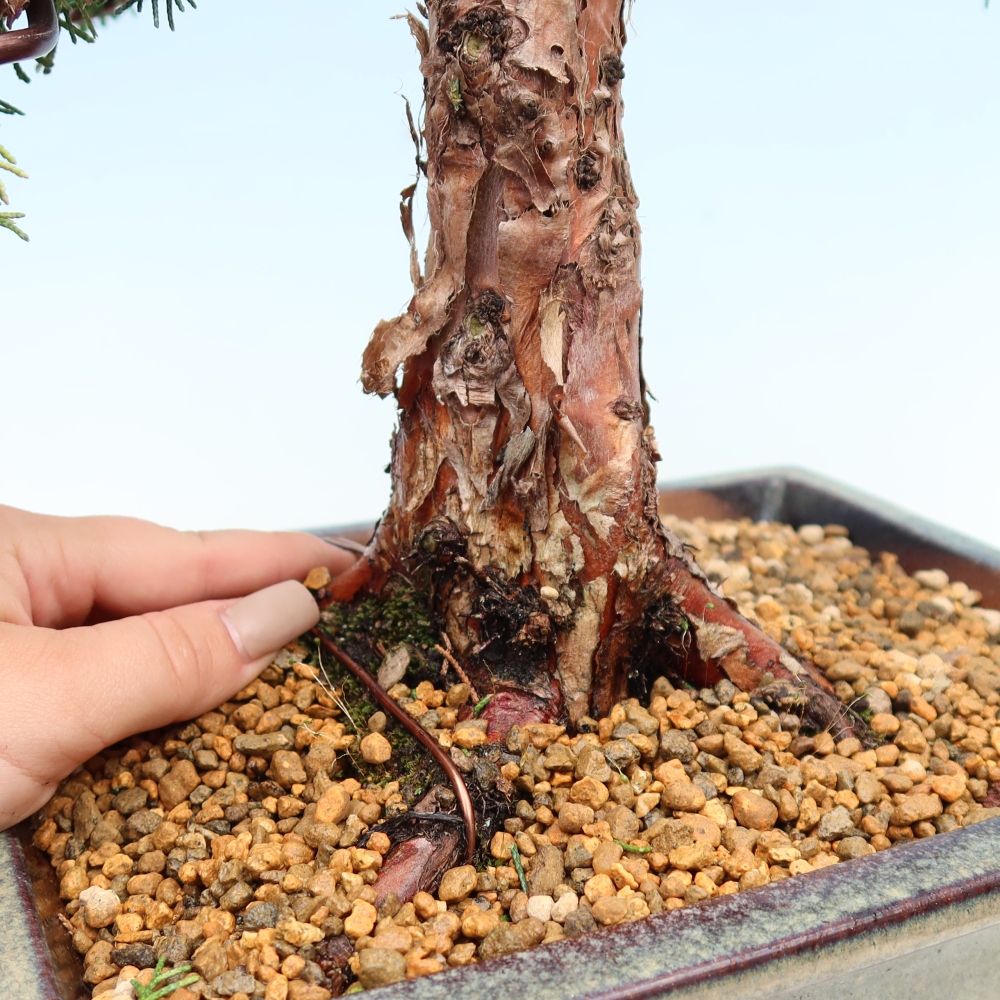 Kültéri bonsai - Juniperus chinensis Kishu
