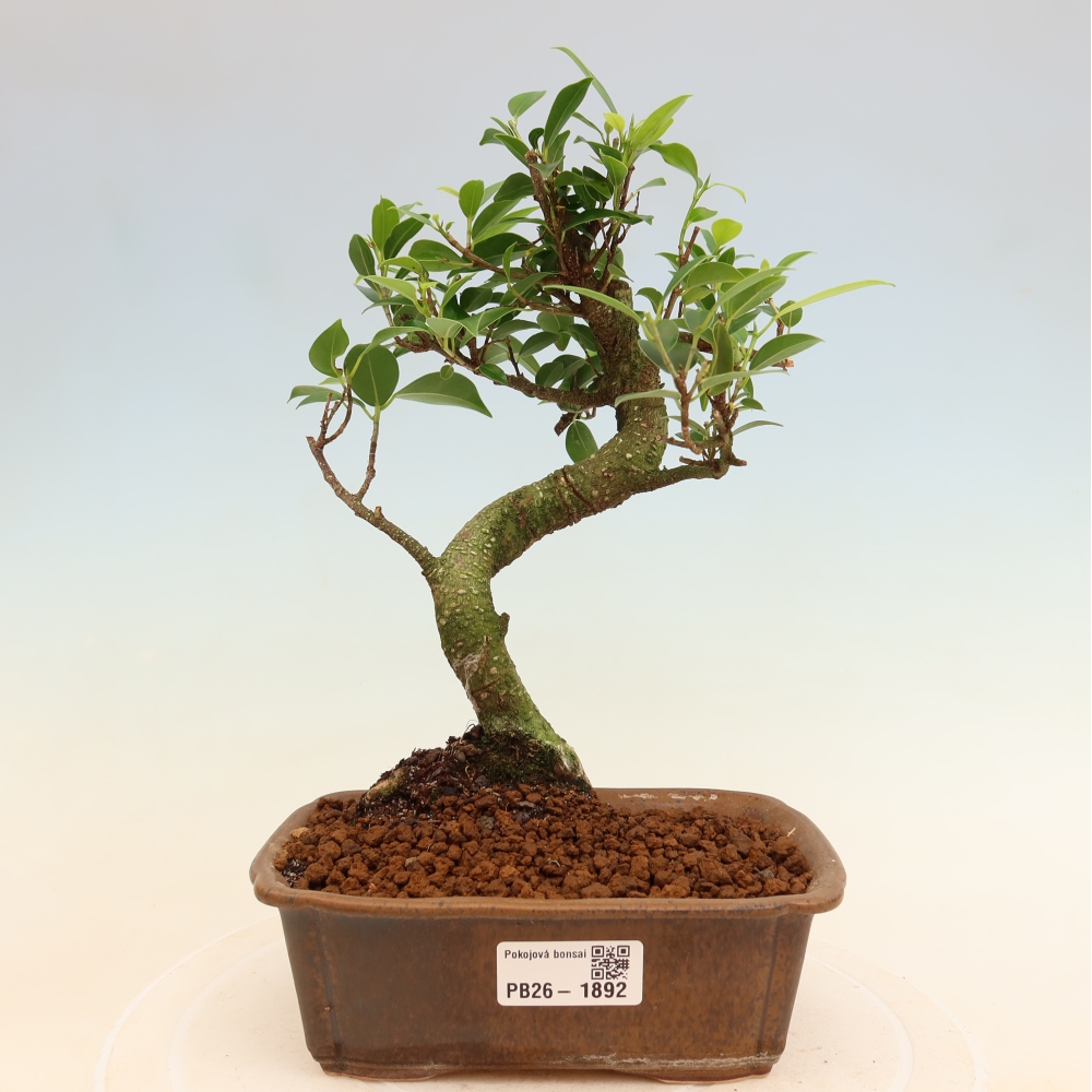 Szobai bonsai - Ficus retusa - kislevelű fikusz