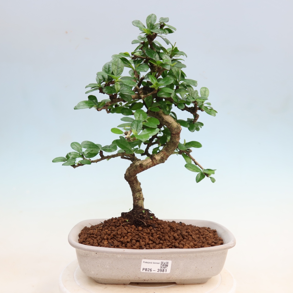 Szobai bonsai - Carmona macrophylla - Tea fuki