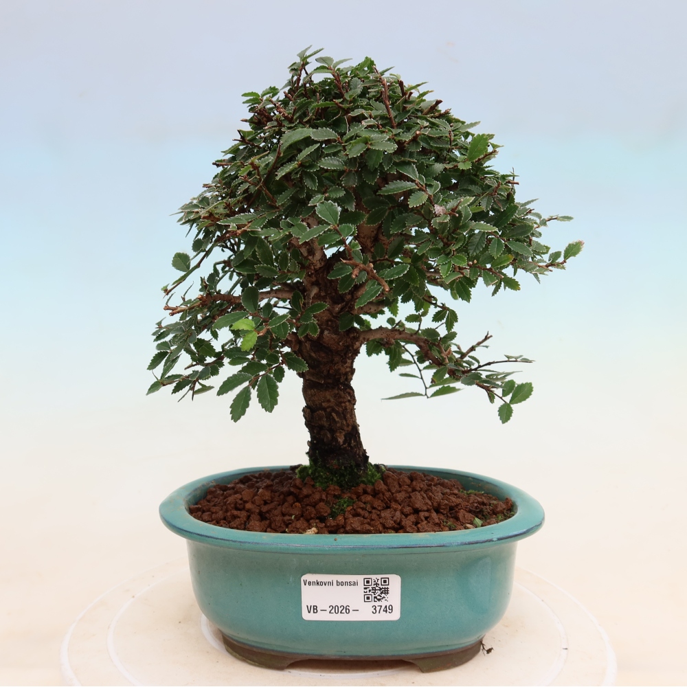 Kültéri bonsai - Zelkova - Zelkova NIRE