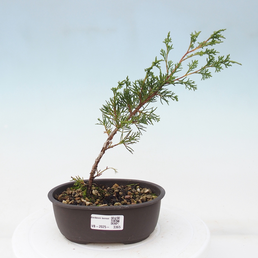 Kültéri bonsai - Juniperus chinensis Itoigawa