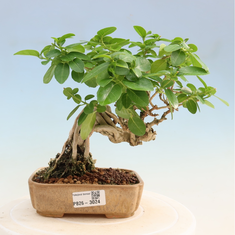 Beltéri bonsai - Premna serratifolia - Kozlovna malolista