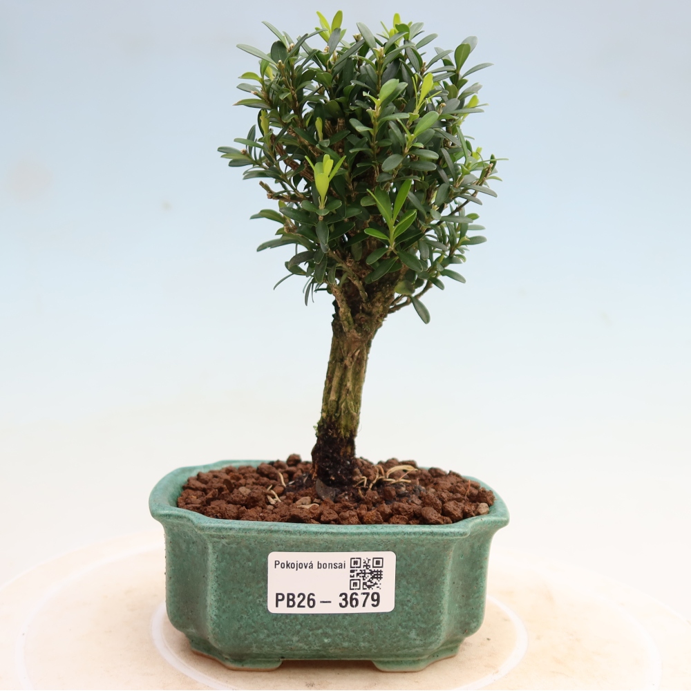 Szobai bonsai - Buxus harlandii - parafa buxus
