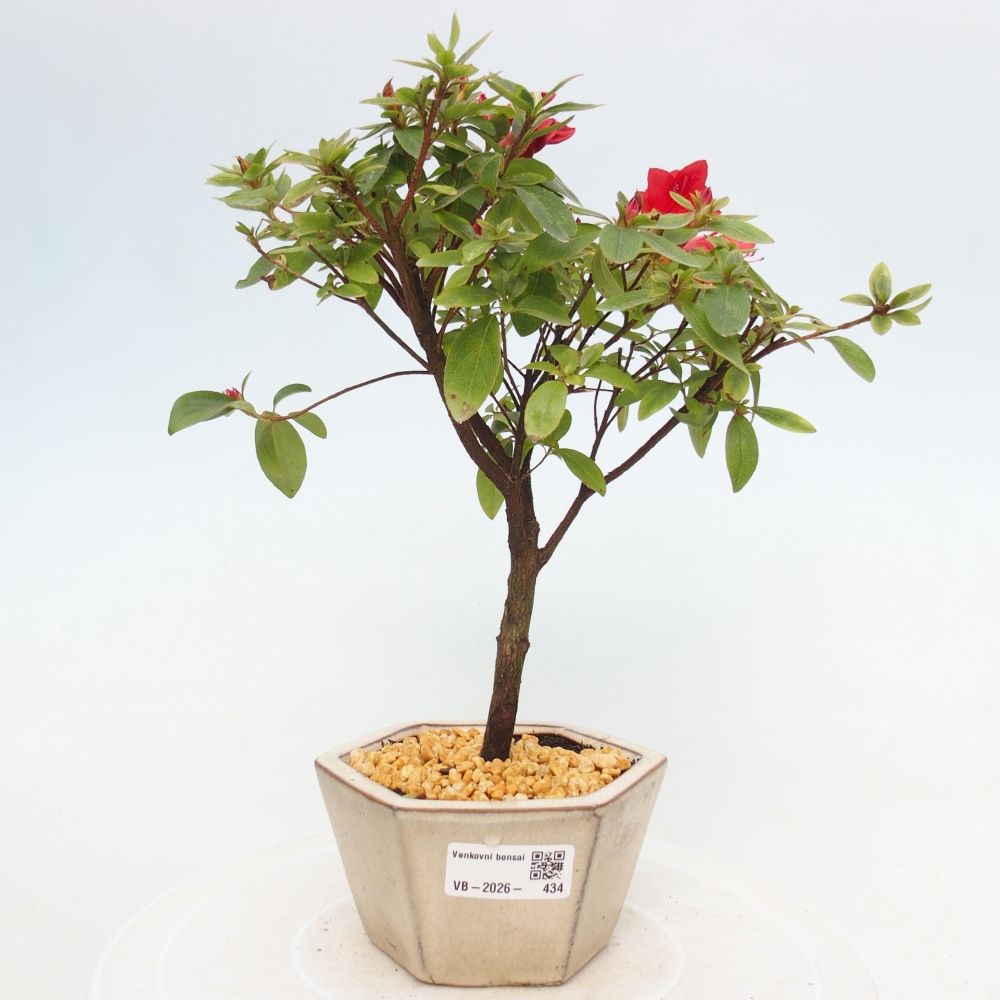 Kültéri bonsai - japán azálea - Azalea sp.