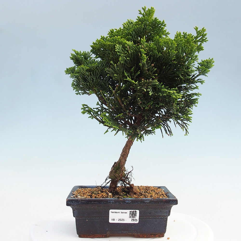 Kültéri bonsai - Cham.pis obtusa Nana Gracilis - ciprus