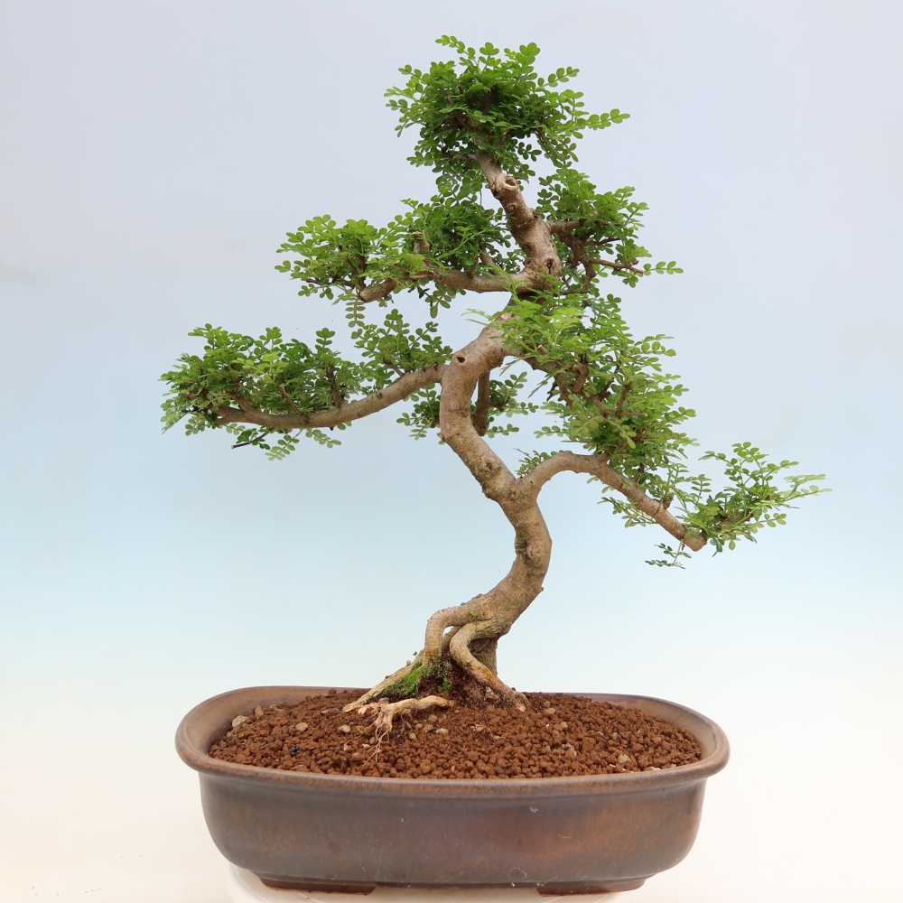 Szobai bonsai - Zantoxylum piperitum - borsfa