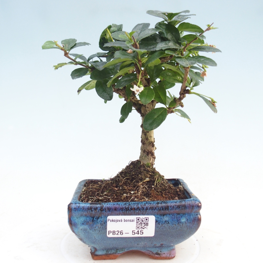 Szobai bonsai - Carmona macrophylla - Tea fuki