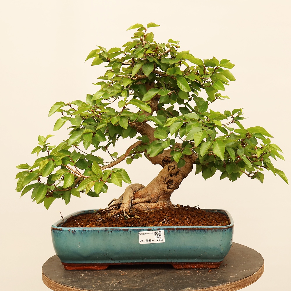 Kültéri bonsai -Carpinus Coreana - Koreai gyertyánfa