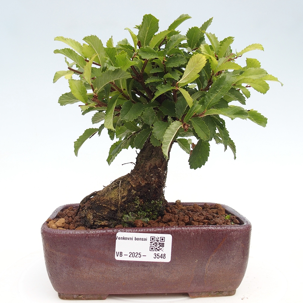 Kültéri bonsai - Zelkova - Zelkova NIRE