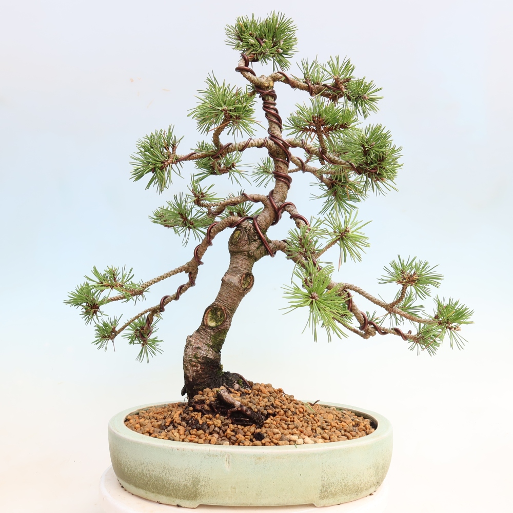 Kültéri bonsai – Pinus mugo Humpy – Törpefenyő