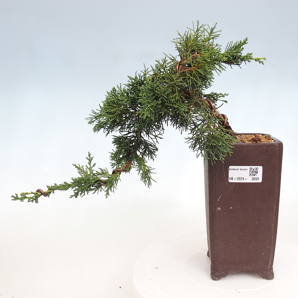Kültéri bonsai - Juniperus chinensis Kishu