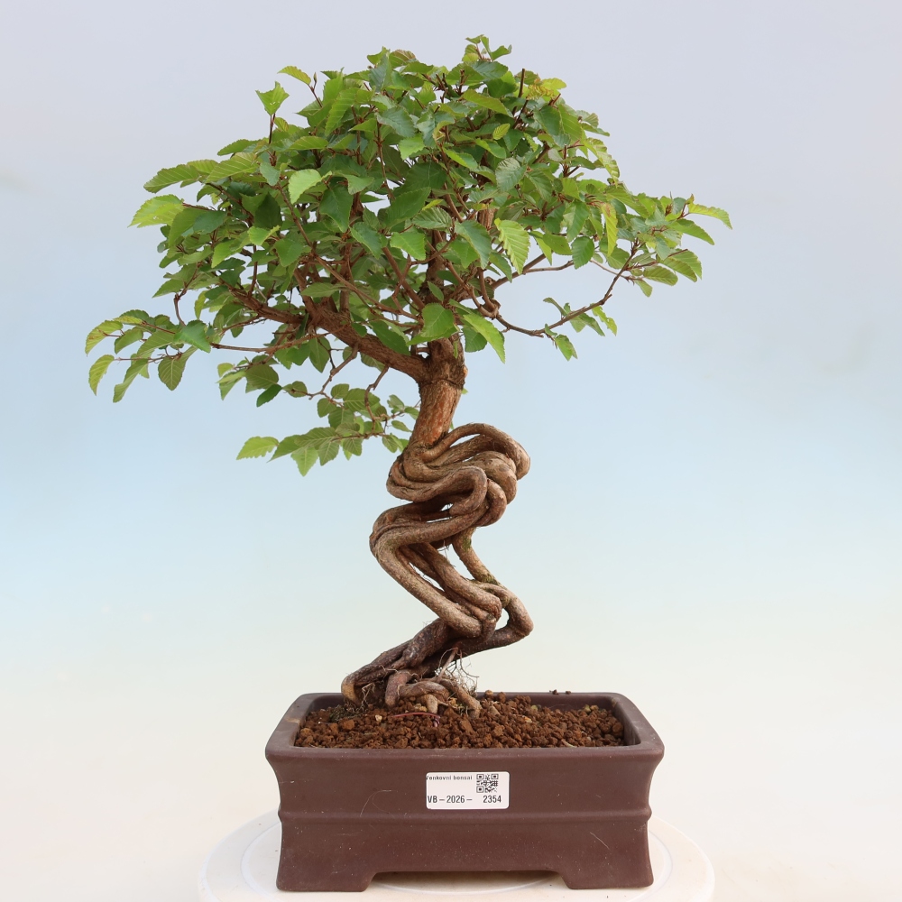 Kültéri bonsai -Carpinus Coreana - Koreai gyertyánfa
