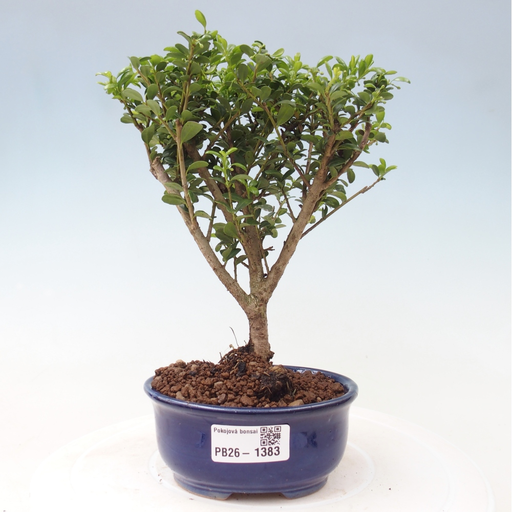 Szobai bonsai - Ilex crenata - Holly