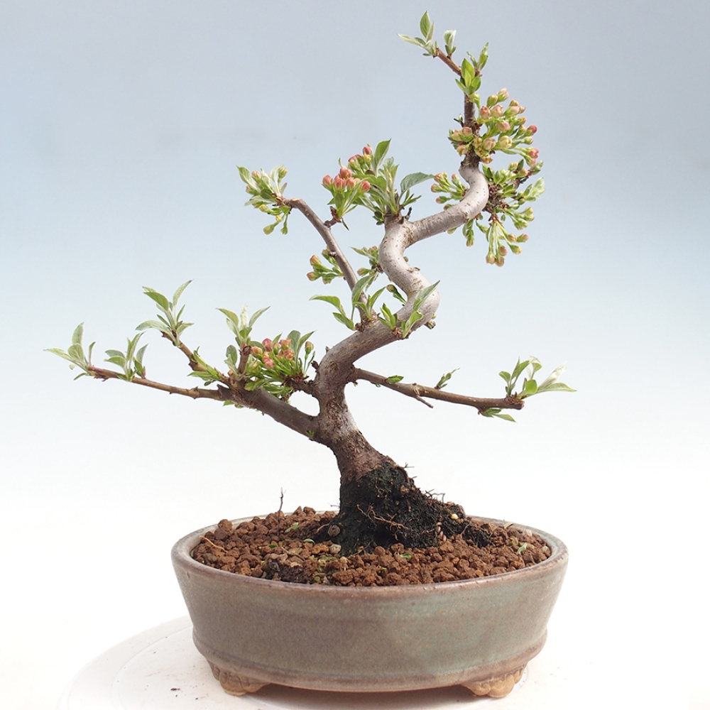 Kültéri bonsai - Malus sargentii - Kis gyümölcsű almafa