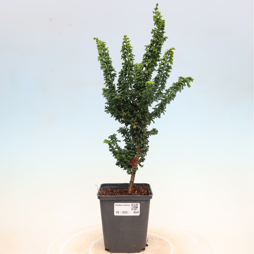 Kültéri bonsai - Cham. obtusa SEKKA HINOKI - Cifra ciprus
