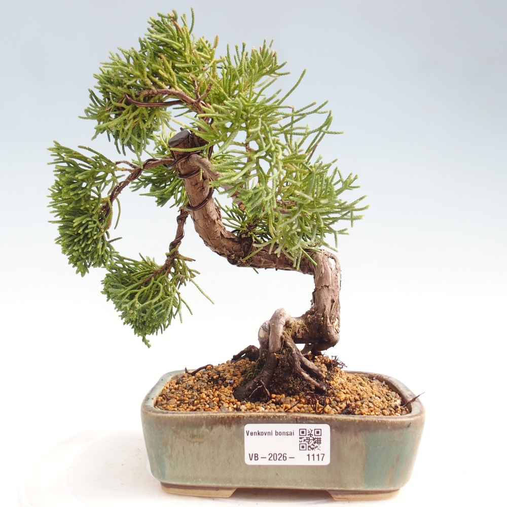 Kültéri bonsai - Juniperus chinensis Kishu