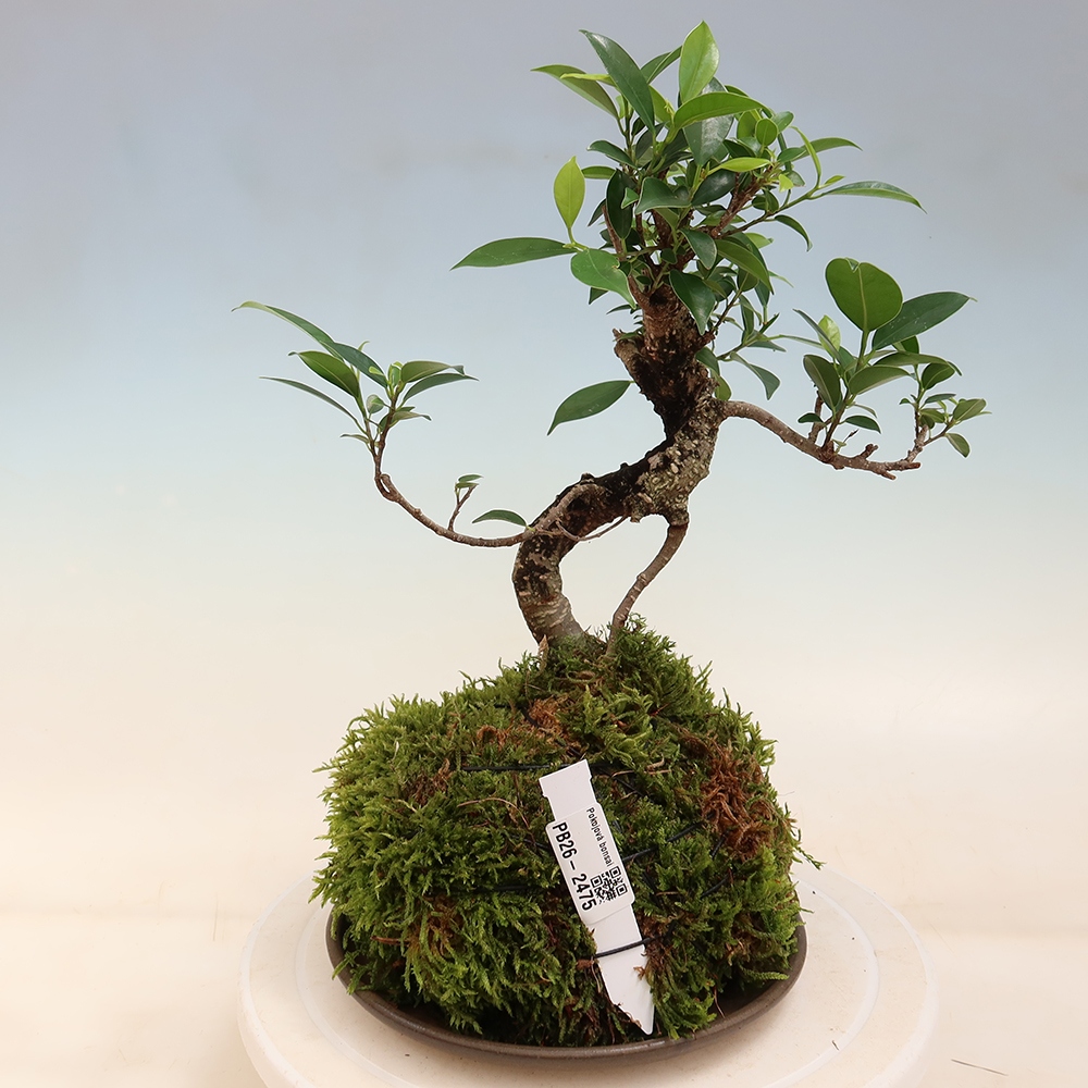 Kokedama alátéttel – kicsi levelű fikusz – Ficus kimmen