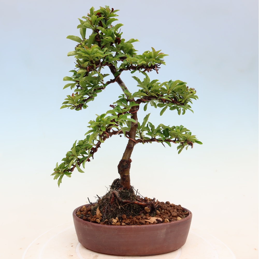 Kültéri bonsai – Pyracantha teton – Vörös tűszem