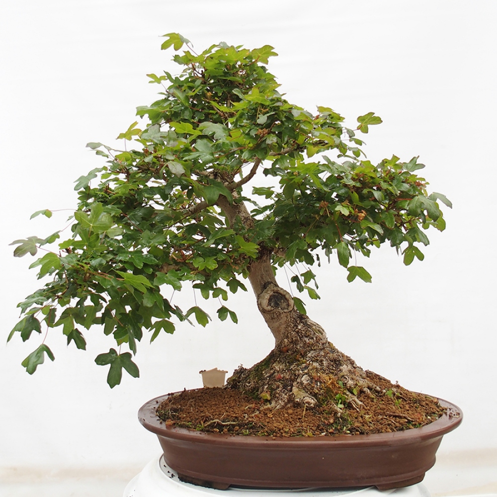 Kültéri bonsai - Francia juhar - Acer Nonspessulanum