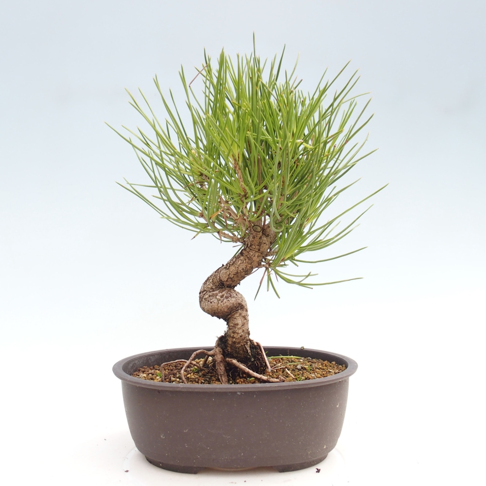Kültéri bonsai - Pinus thunbergii - Thunberg fenyő