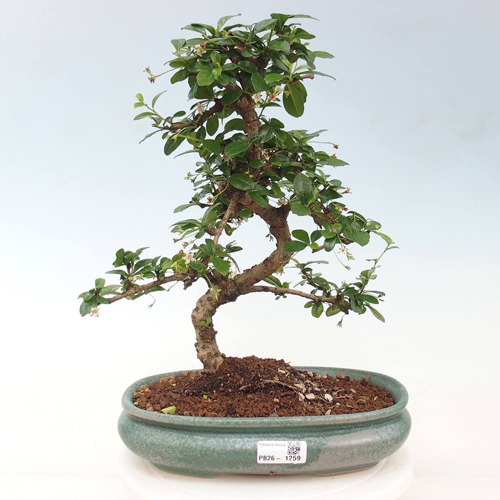 Szobai bonsai - Carmona macrophylla - Tea fuki