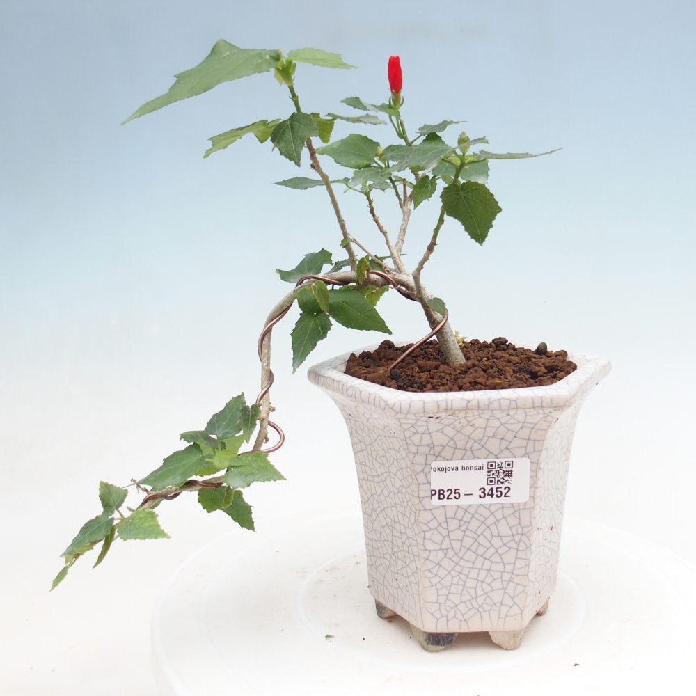 Beltéri bonsai - Malvaviscus arboreus