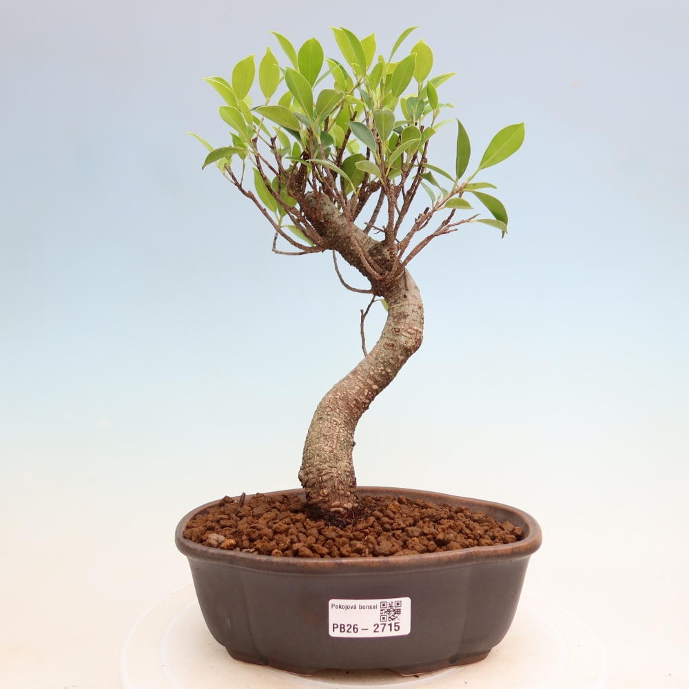 Szobai bonsai - Ficus kimmen - kislevelű fikusz