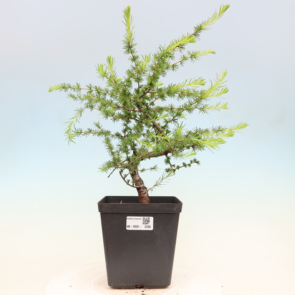 Kültéri bonsai - Larix decidua - vörösfenyő