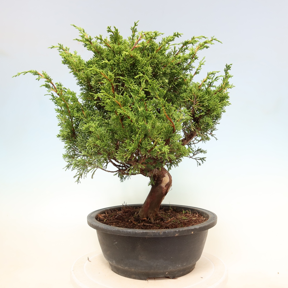 Kültéri bonsai - Juniperus chinensis Itoigawa-Juniperus chinensis