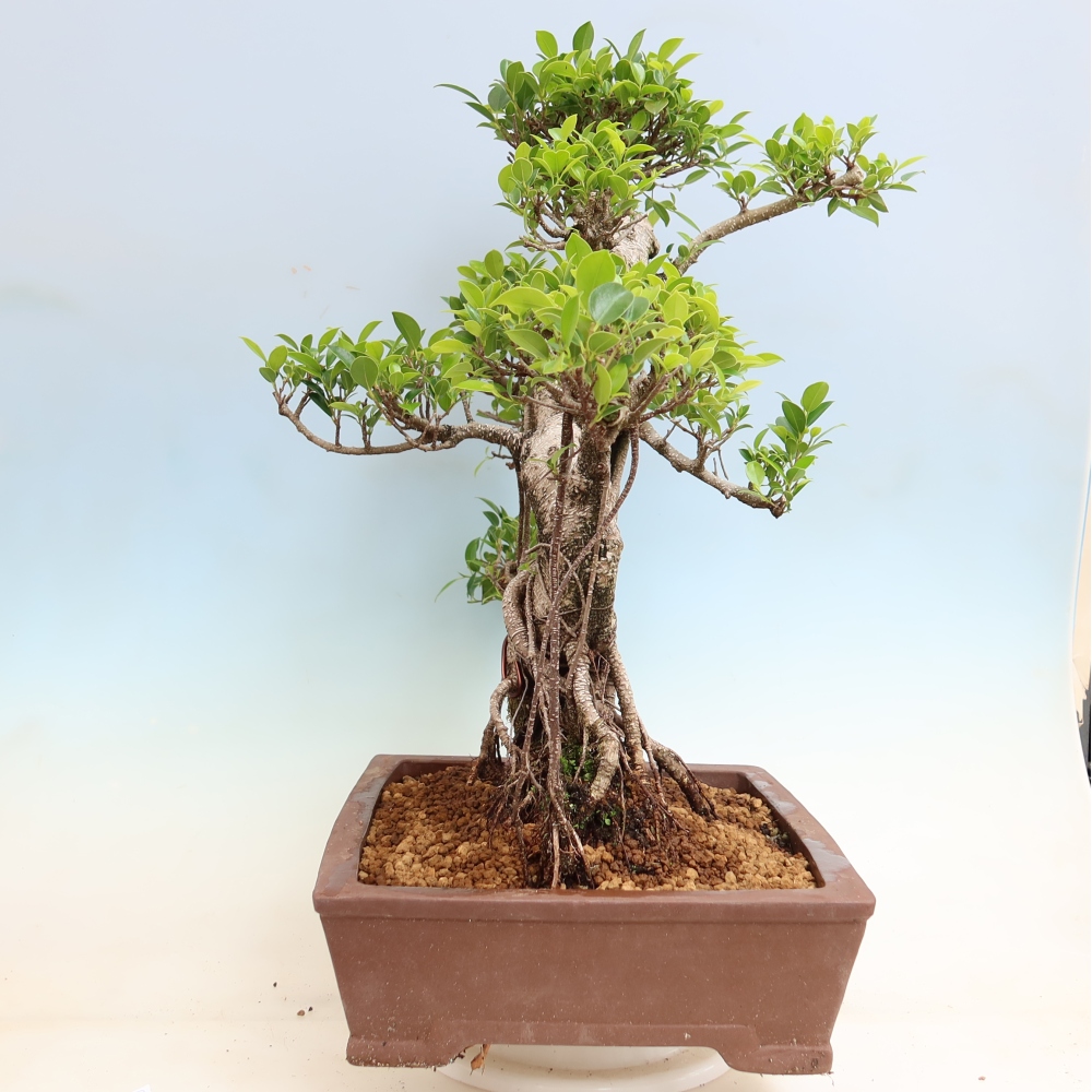 Szobai bonsai - Ficus kimmen - kislevelű fikusz
