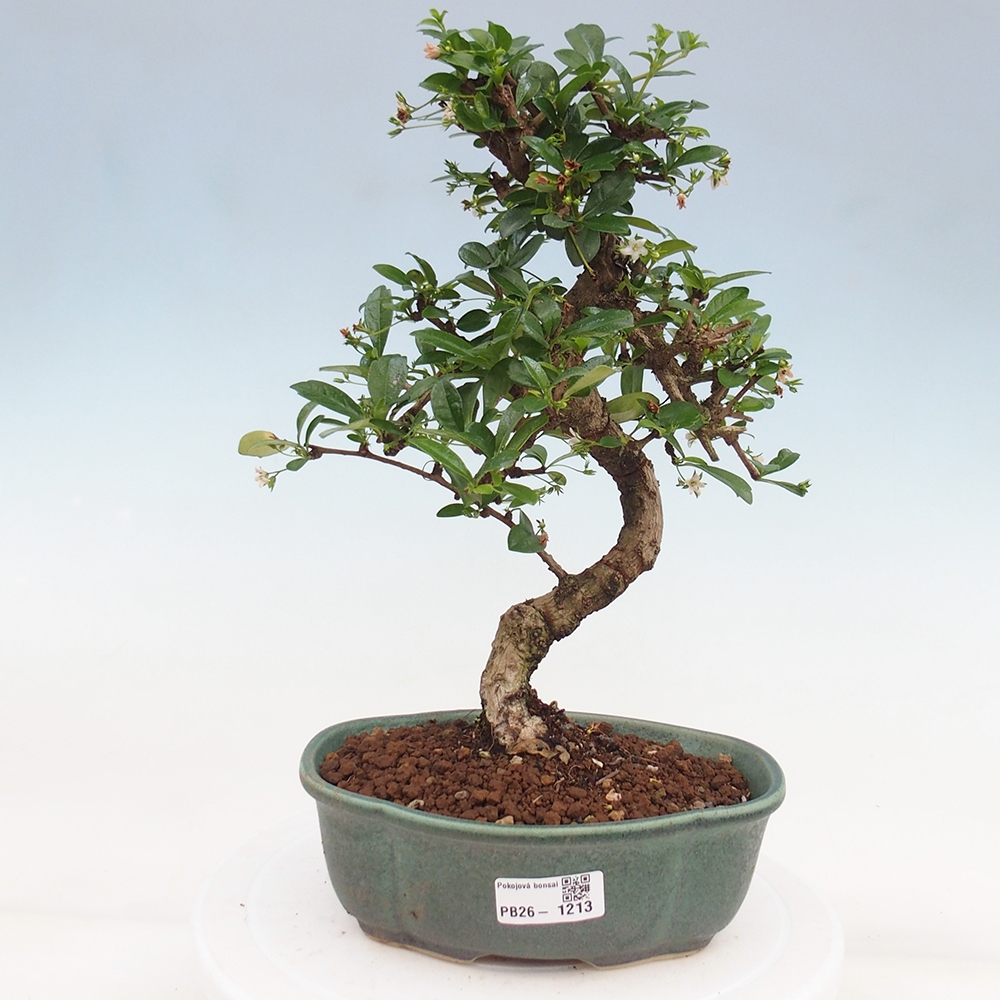 Szobai bonsai - Carmona macrophylla - Tea fuki