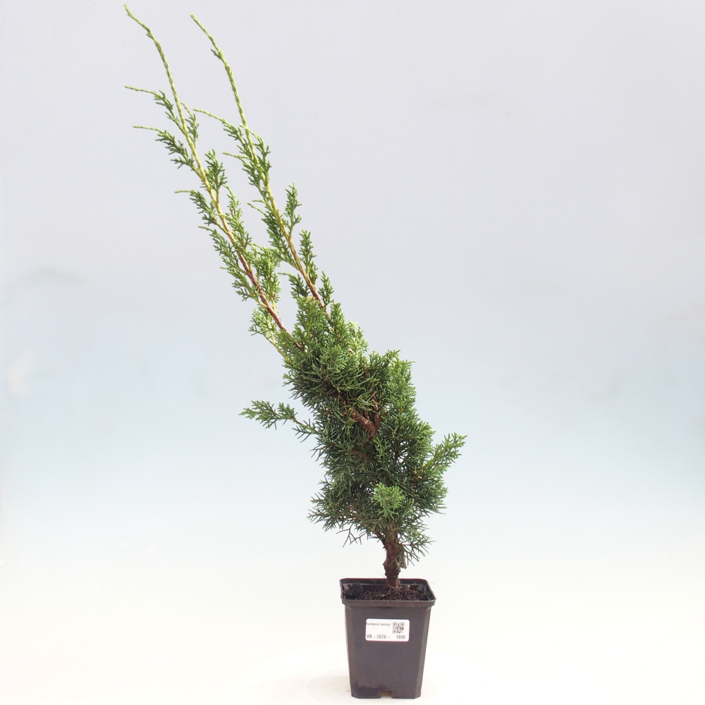 Kültéri bonsai - Juniperus chinensis Kishu