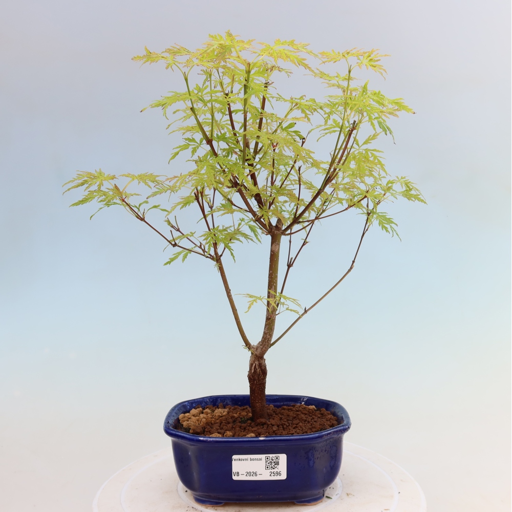 Kültéri bonsai - Acer palmatum Dissectum
