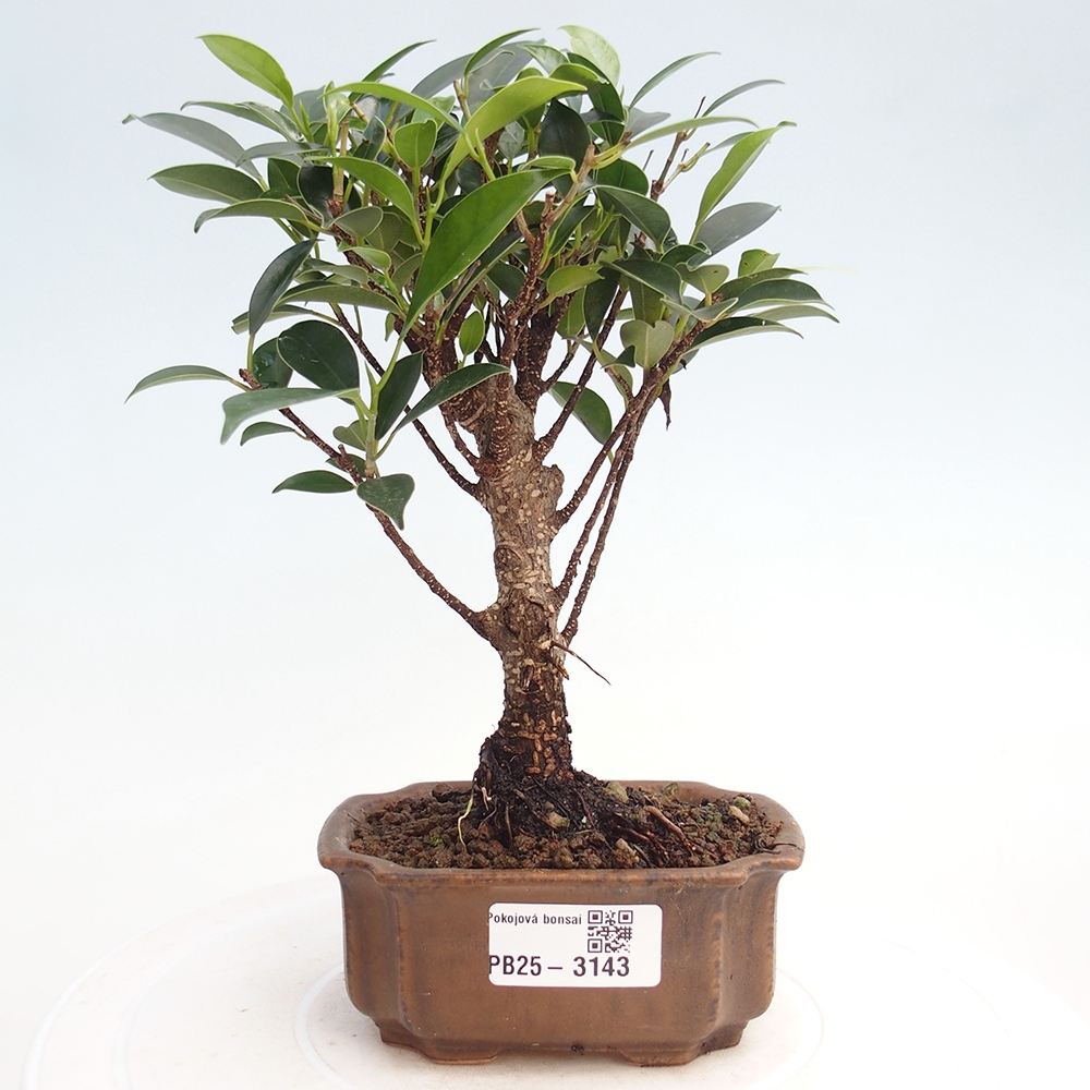 Szoba bonsai Ficus retusa kimmen