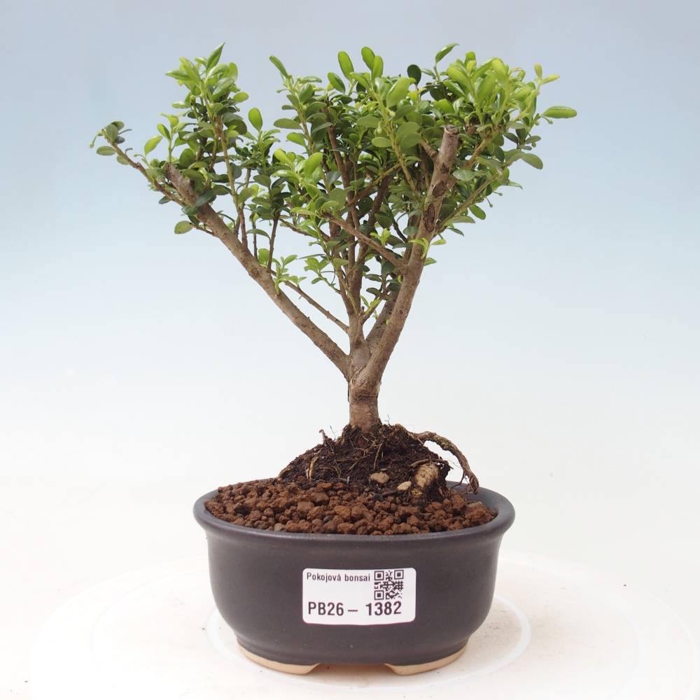 Szobai bonsai - Ilex crenata - Holly
