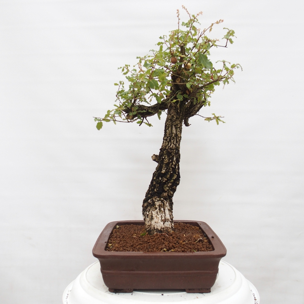 Yamadori - Quercus Ilex - Tölgy magyal