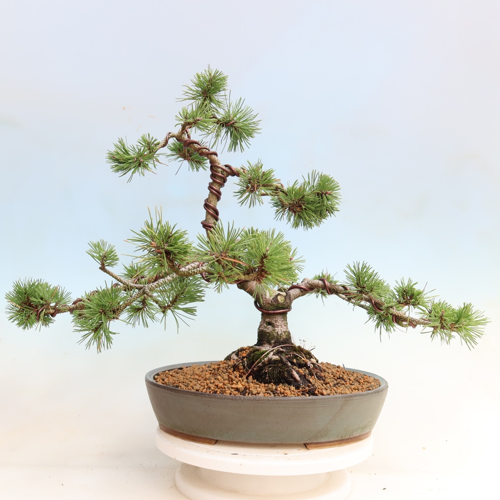 Kültéri bonsai – Pinus mugo Humpy – Törpefenyő