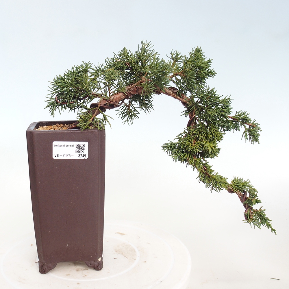 Kültéri bonsai - Juniperus chinensis Kishu