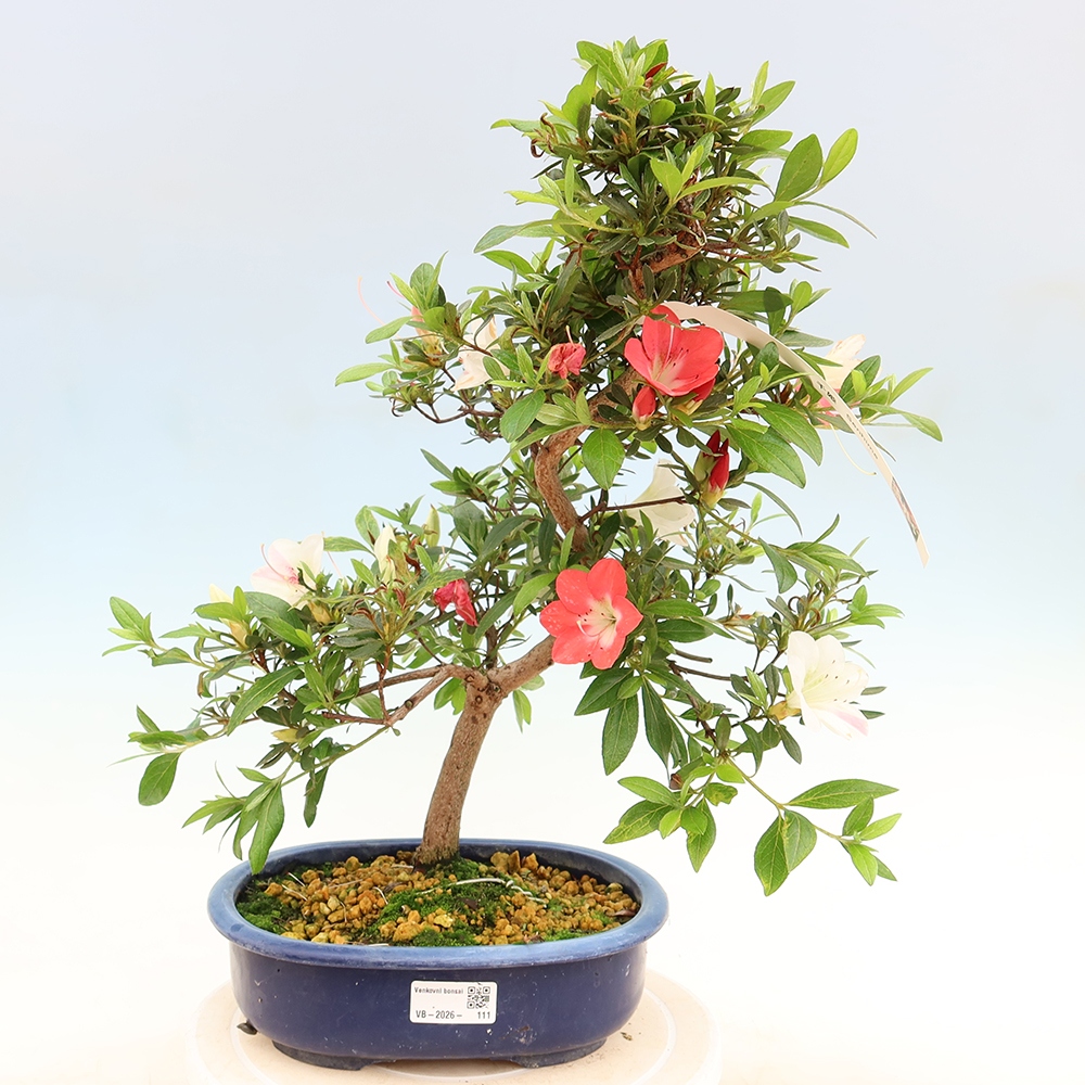 Kültéri bonsai - Japán azálea - Azalea Senhime
